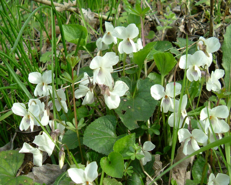 Viola alba / Viola bianca